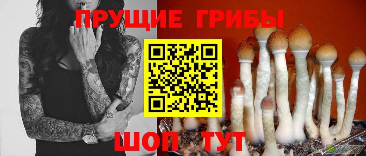 Шарыпово  Псилоцибиновые грибы Psilocybe  Вход с VPN 